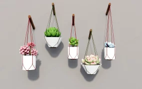 Hanging Succulent Plants