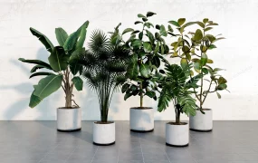 Tall Tropical Indoor Plants