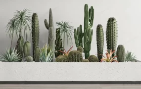 Modern Indoor Desert Garden Display