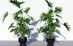 Large Indoor Split Leaf Philodendron Plant