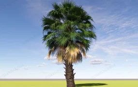 Chinese Fan Palm Tree