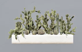 Cactus Garden Design