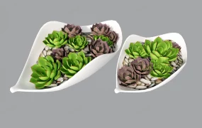 Succulent Arrangements