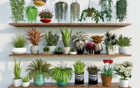 Indoor Houseplant Collection