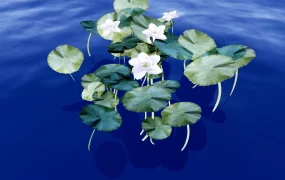White Water Lily Flower Plant