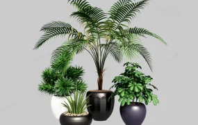 Four Lush Indoor Potted Plants