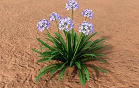 African Lily Plant