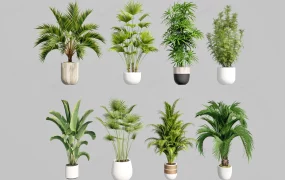 Modern Potted Tropical Plants Collection SketchUp 3D Model
