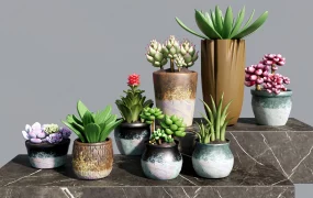 Succulent Plant Collection