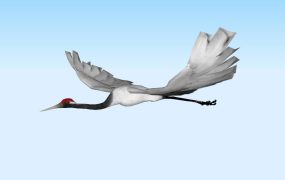 Flying Crane Bird
