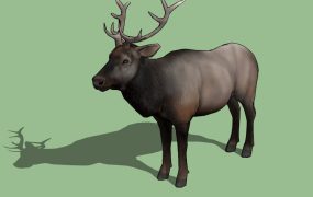 Male Bull Elk