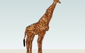 Giraffe Animal