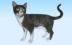 Oriental Shorthair Cat