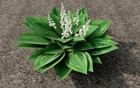 Hosta Sieboldiana