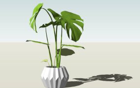 Potted Monstera Deliciosa