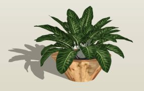 Green Potted Plant