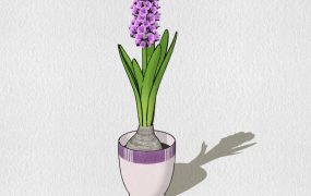 Potted Hyacinth