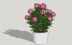 Potted Flowers