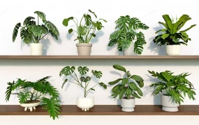 Indoor Pot Plants