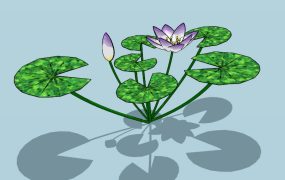 Pond Lotus Plants