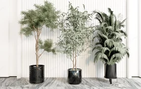 Large Indoor Plants