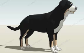 Tricolor Rough Collie