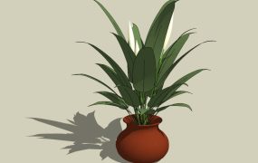 Spathiphyllum Potted Plant