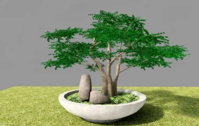 Elm Bonsai Tree