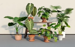 Tropical House Plants