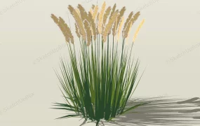 Calamagrostis Feather Reed Grass