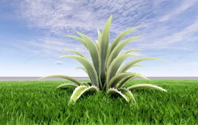 Variegated Snake Plant