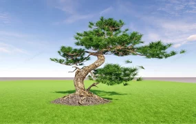 Beautiful Bonsai Tree