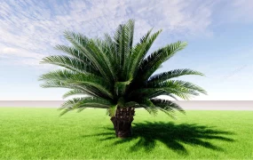 Sago Palm Tree