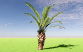 Phoenix Canariensis Palm