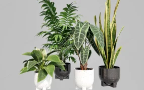 Collection Of 4 Houseplants