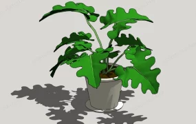 Philodendron House Plant