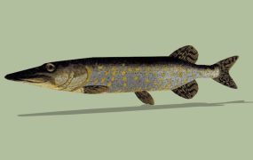 Pike Fish