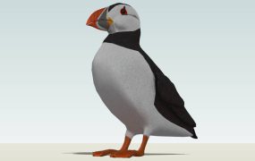 Atlantic Puffin Bird