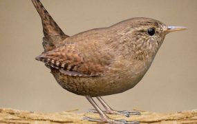 Wren Bird