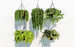 Indoor Hanging Plants