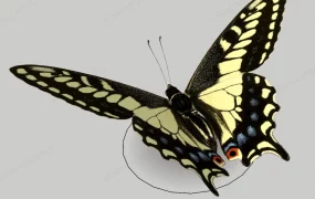 Yellow & Black Butterfly